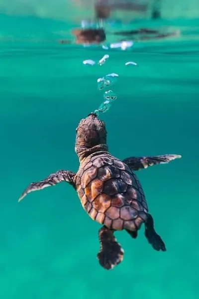loggerhead sea turtle wallpaper