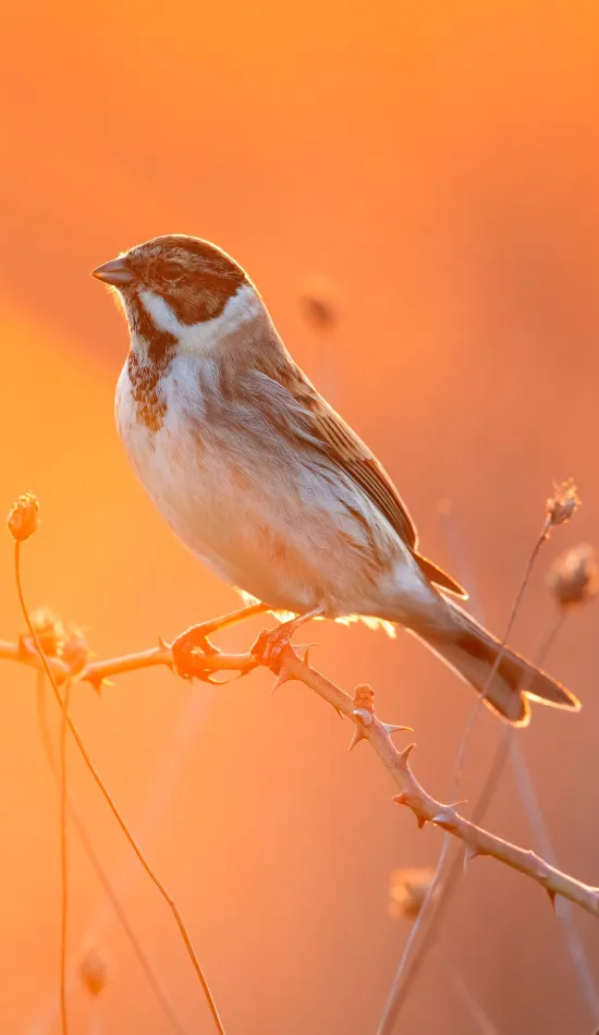 cute little bird wallpaper