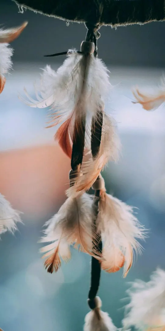 white feathers wallpaper