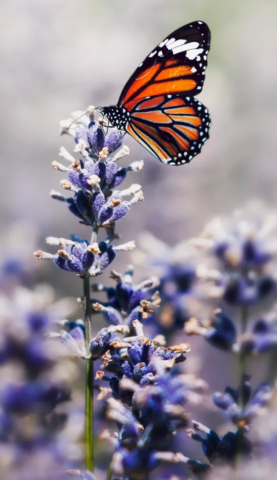 butterfly for ios 16 wallpaper