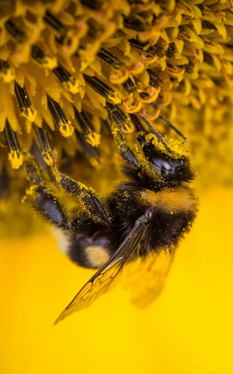 buff tailed bumblebee wallpaper