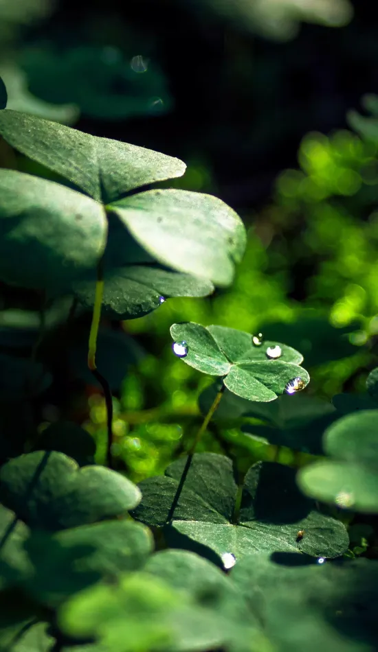 Plant And leaves Wallpaper