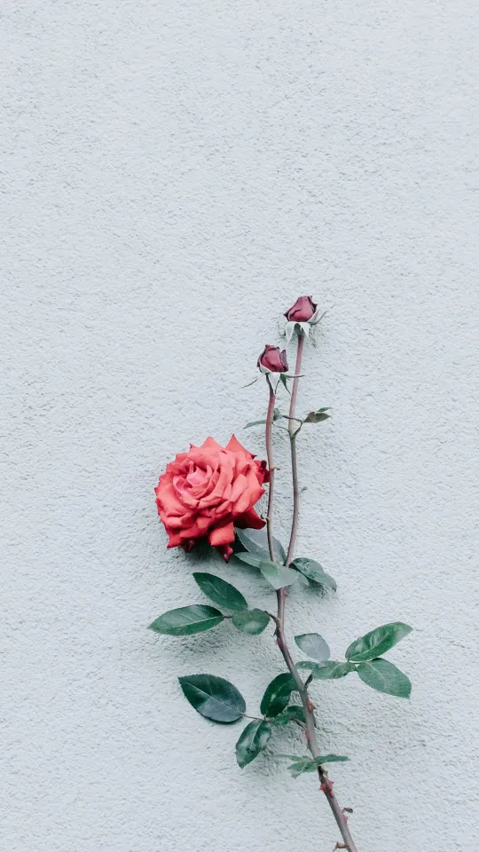 rose wall wallpaper