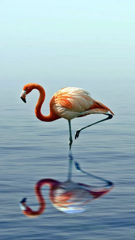 thumb for Flamingo Reflection Water Bird Wallpaper
