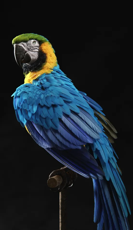 dark parrot wallpaper