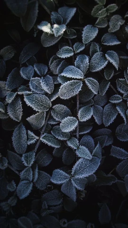 plant leaves frost macro wallpaper