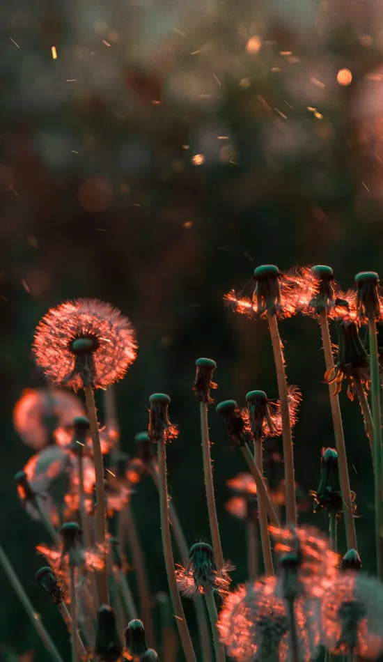 thumb for Blossom Flower Field Wallpaper