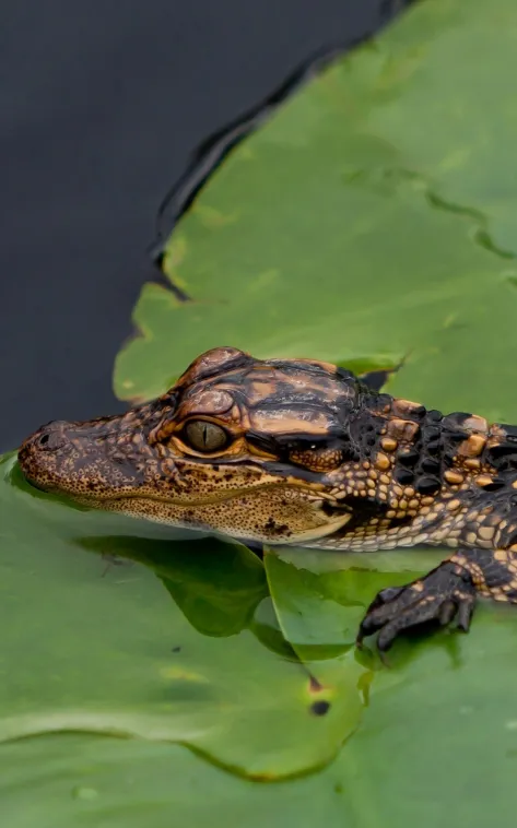 thumb for American Alligator Wallpaper