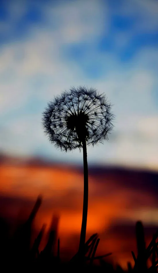 thumb for Cool Common Dandelion Wallpaper