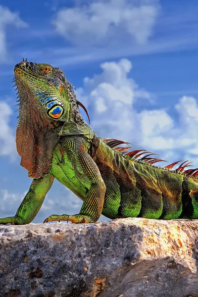 thumb for Colourfull Green Iguana Wallpaper