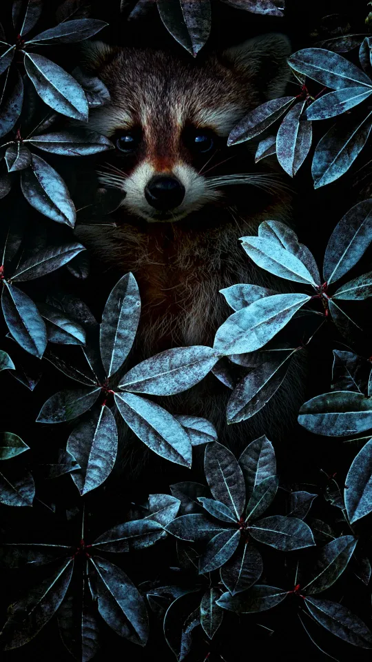 raccoon leaves wallpaper