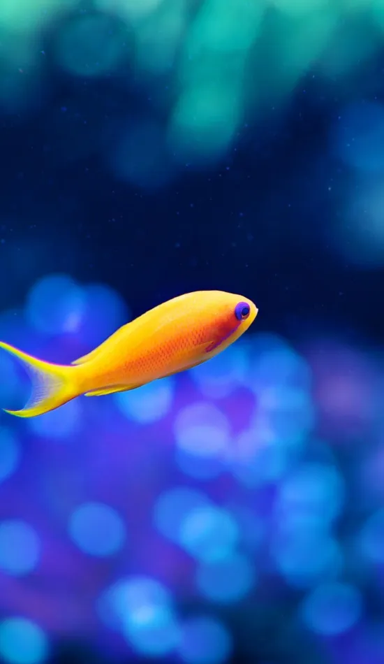 thumb for Little Fancy Fish Wallpaper