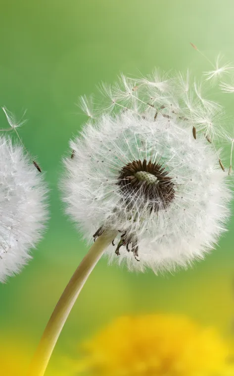 thumb for Common Dandelion Wallpaper