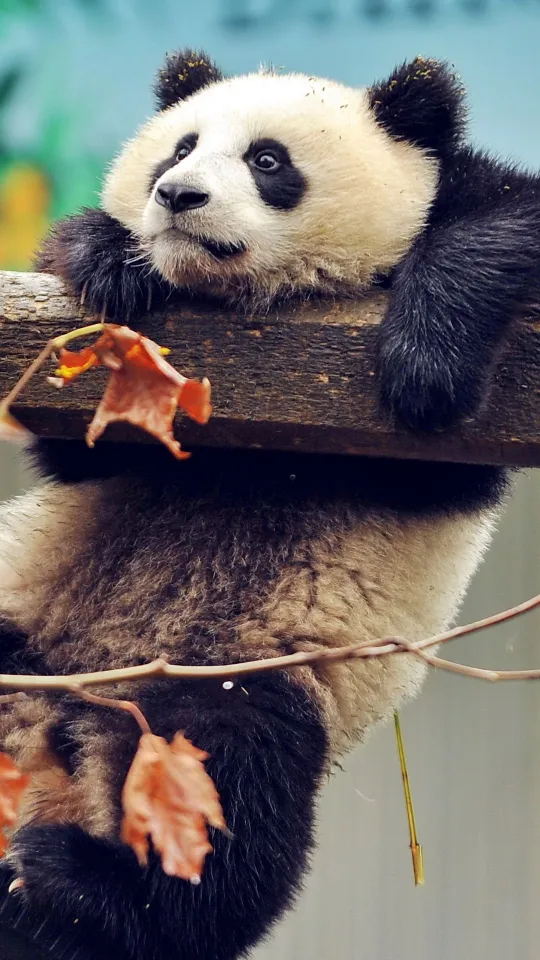 thumb for Cute Panda Wallpaper