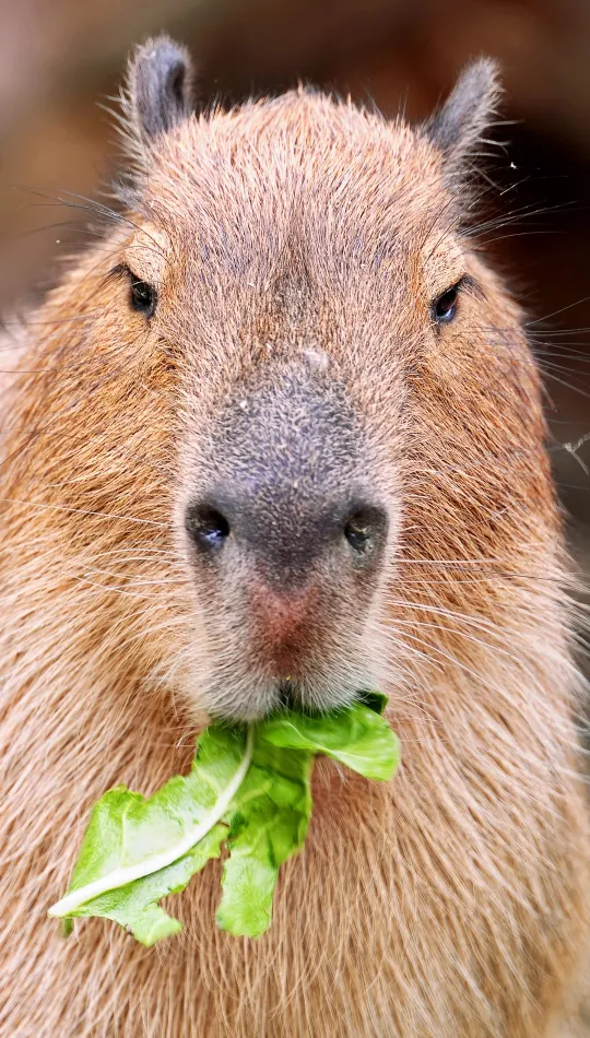 thumb for Capybara Home Screen Wallpaper