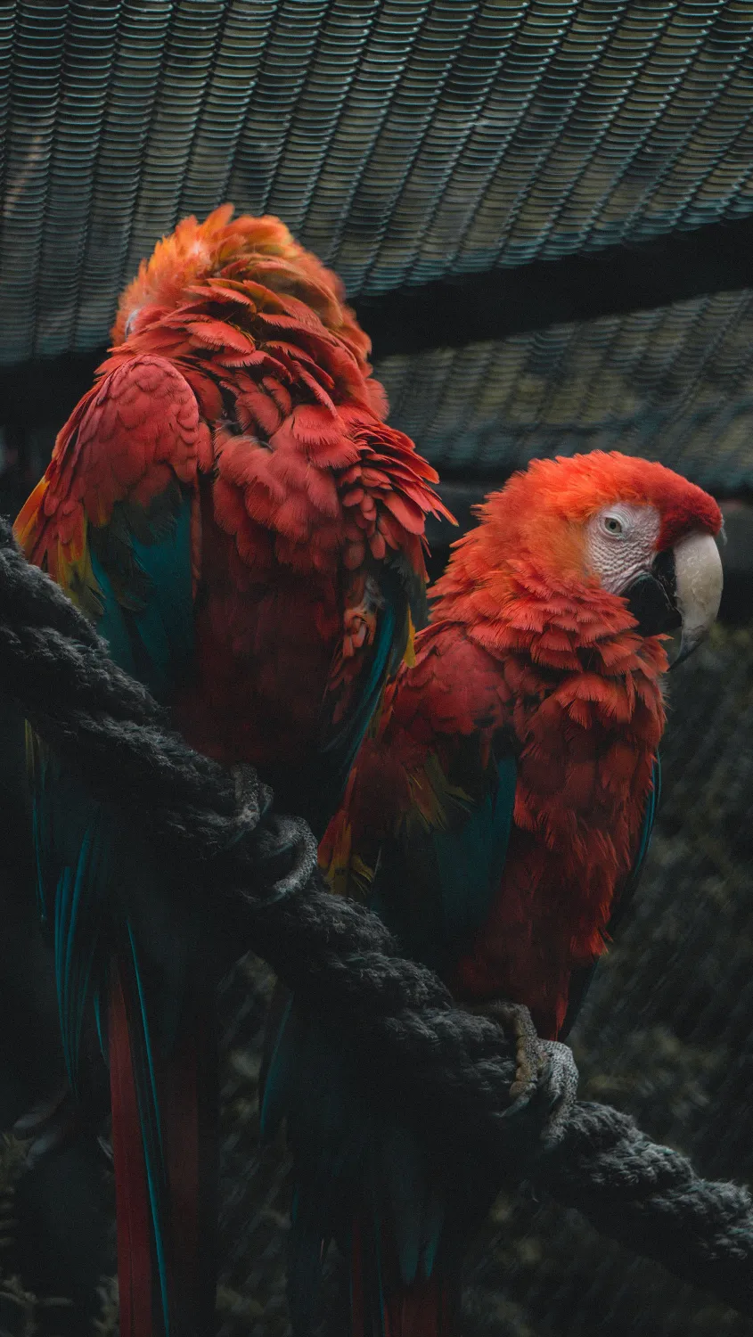 parrot couple wallpaper