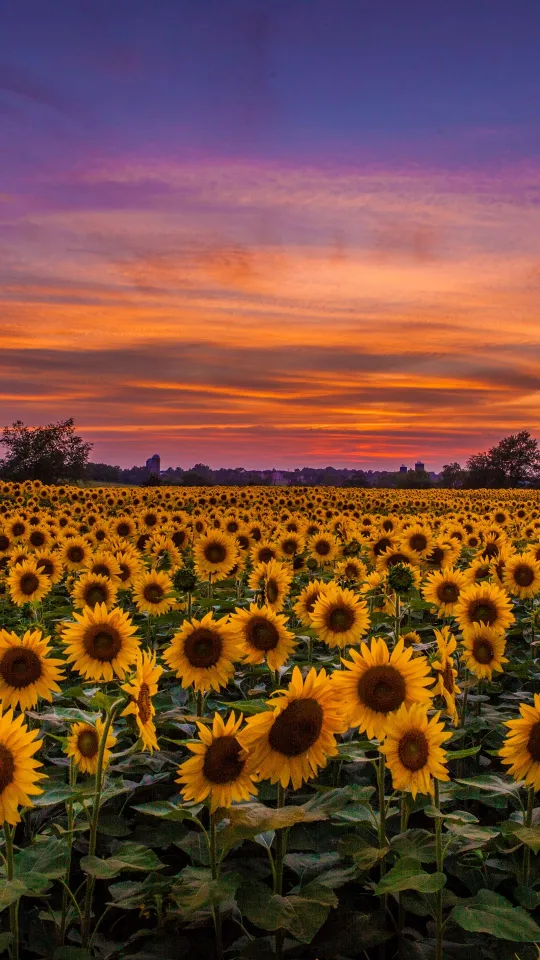 thumb for Sunset Sunflowers Wallpaper