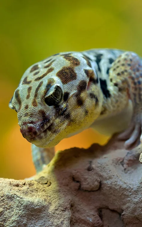 leopard gecko wallpaper