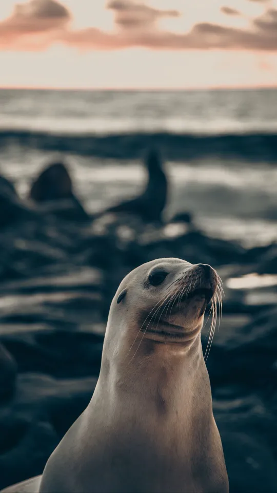 thumb for Fur Seal Animal Cute Wallpaper