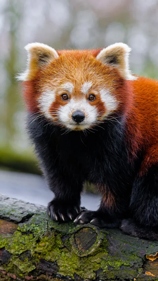 red panda wallpaper