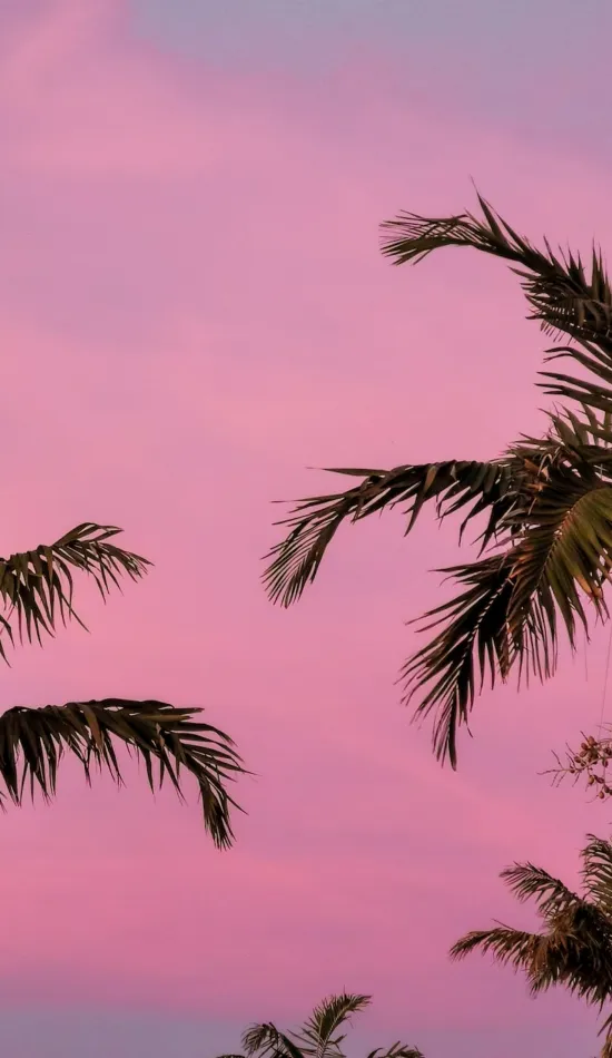 aesthetic pink and tree wallpaper