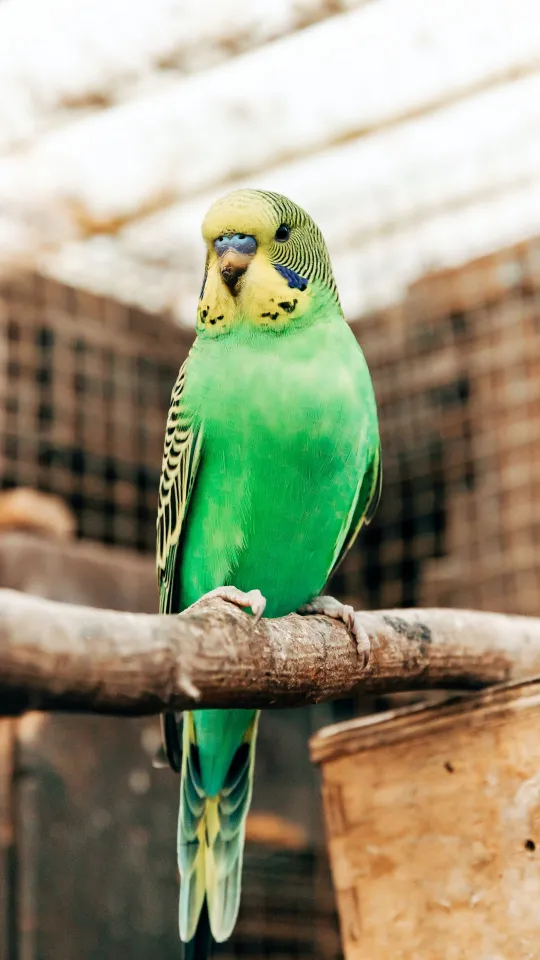 thumb for Budgerigar Parrot Bird Wallpaper