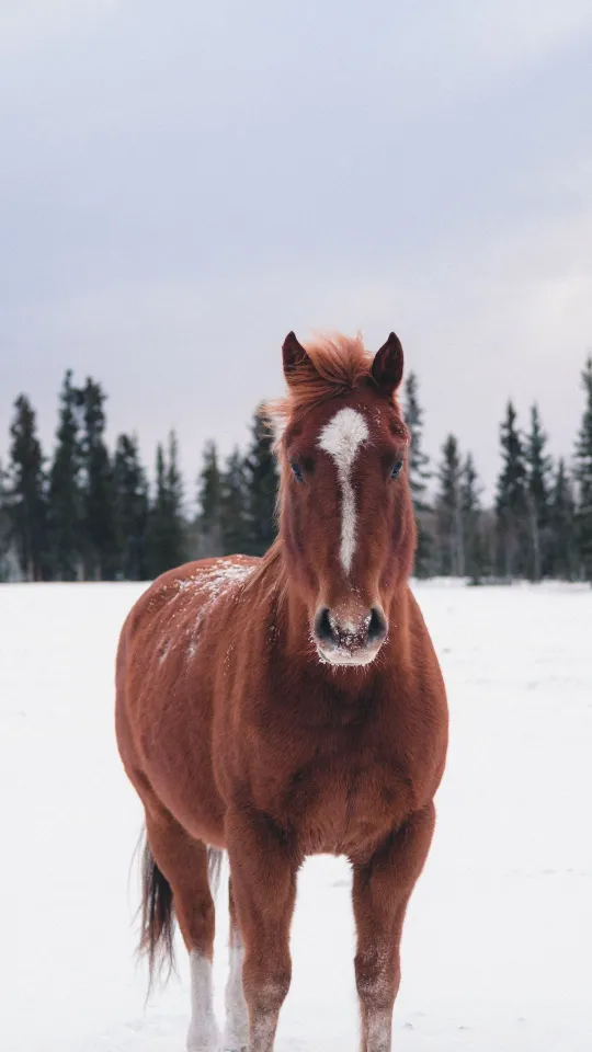thumb for Horse Winter Snow Wallpaper