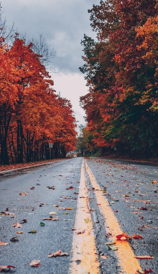 road between autumn trees wallpaper
