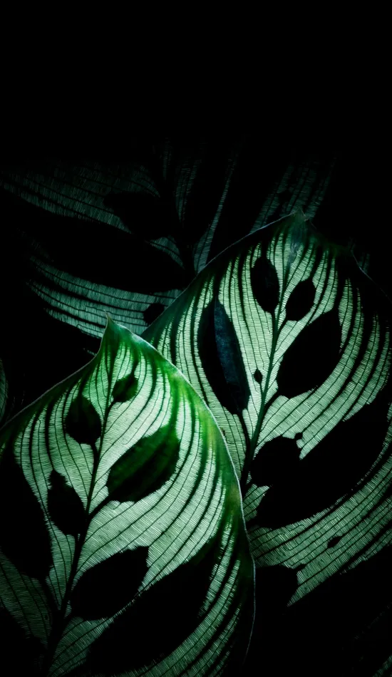 thumb for Backlit Leaf Pattern Wallpaper