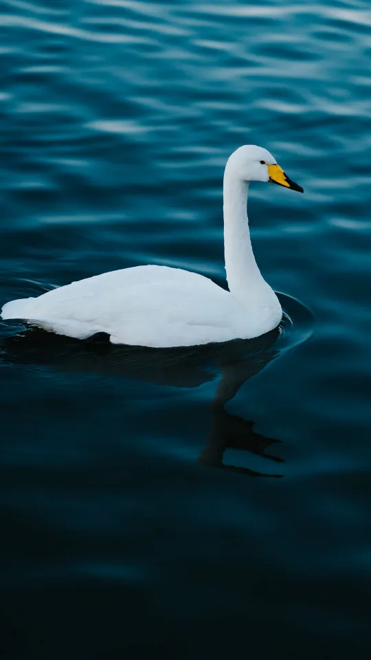 swan white bird water wallpaper