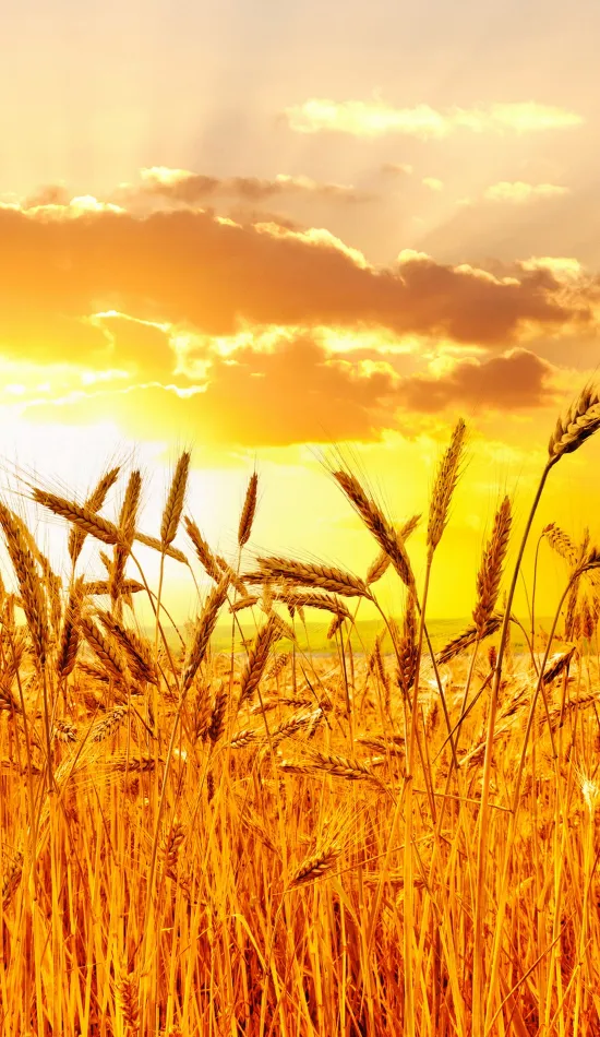 beautiful wheat field wallpaper