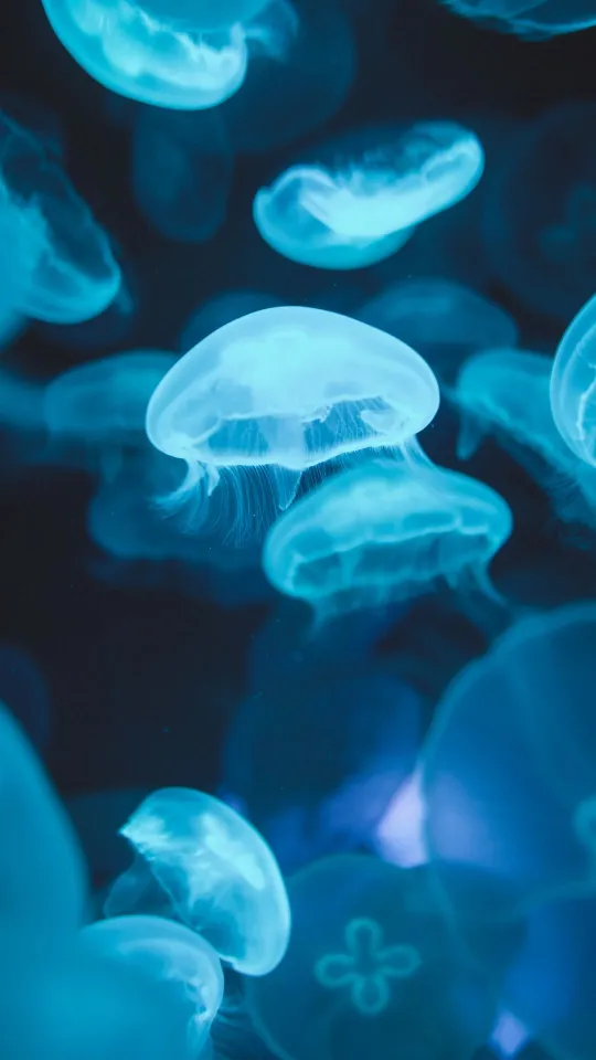 jellyfish glow underwater world wallpaper