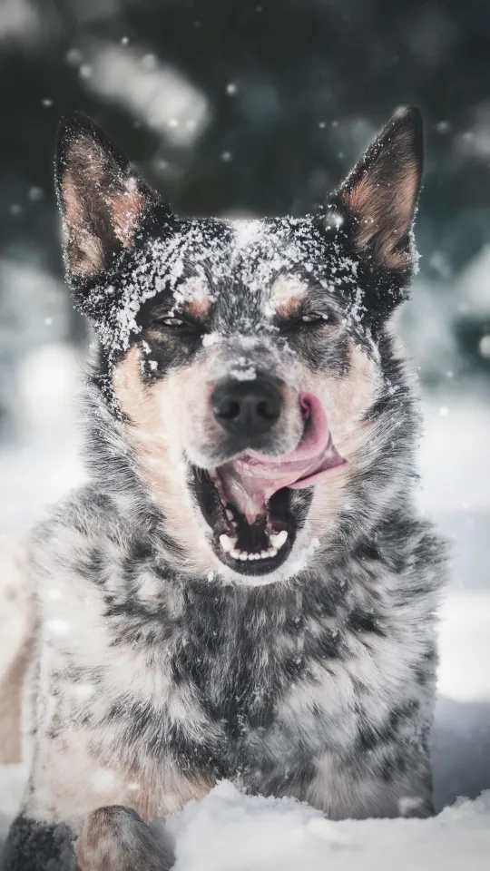 dog protruding tongue snow wallpaper