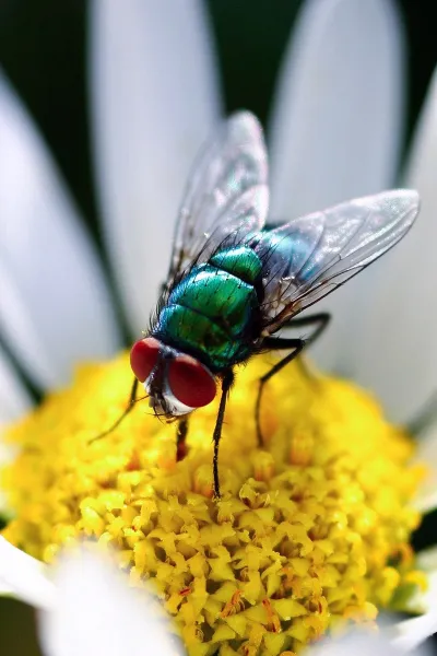 thumb for Common Green Bottle Fly Wallpaper