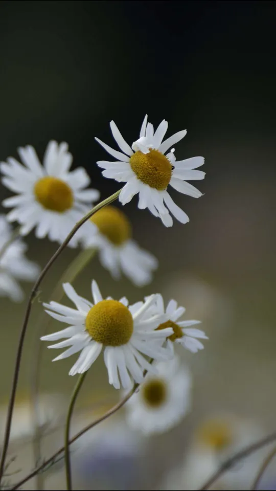 thumb for Chamomile Flowers Blur Nature Wallpaper