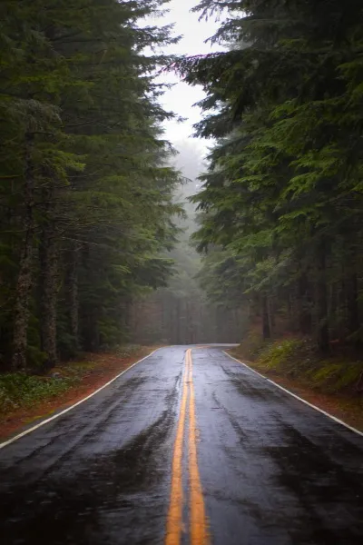 thumb for Rainy Forest Road Hd Wallpaper