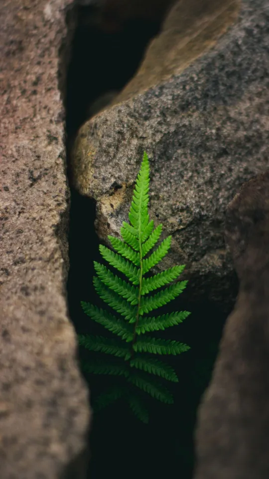 thumb for Fern Plant Wallpaper