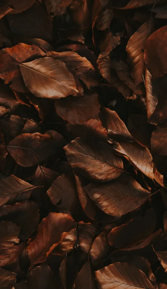 thumb for Brown Aesthetic Image Wallpaper