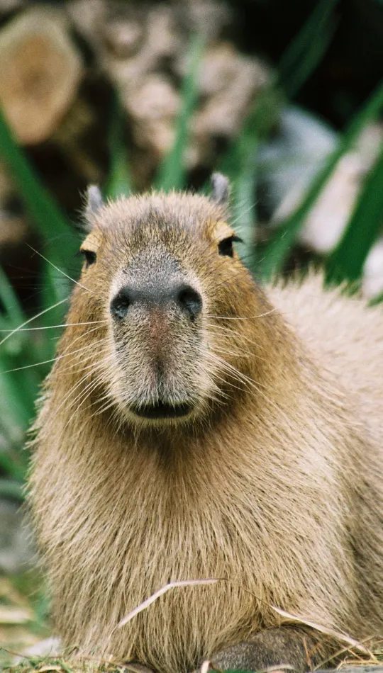 thumb for Capybara Lock Screen Wallpaper