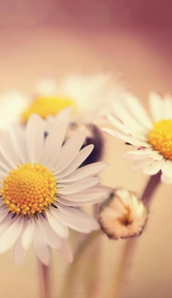 thumb for Common Daisy Flowers Wallpaper