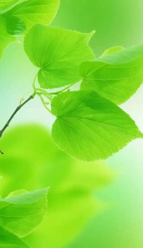 Leaves Plant Wallpaper