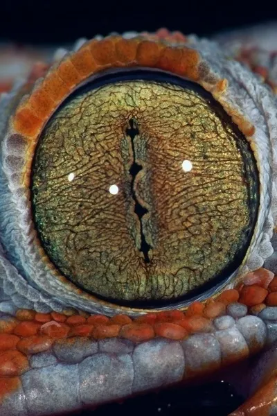 the eye wallpaper