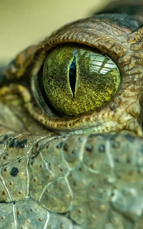 saltwater crocodile eye wallpaper