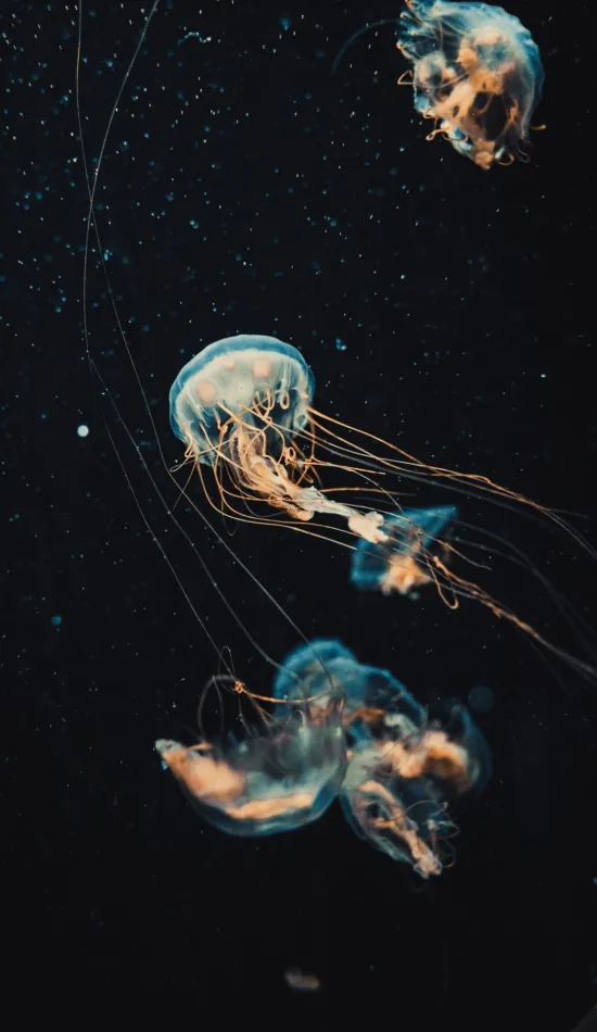 thumb for Jellyfish Unsplash Wallpaper