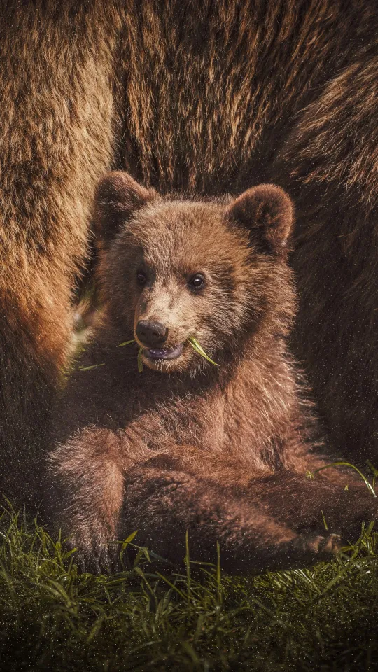 bear cute animal wallpaper