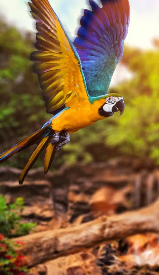 thumb for Colorful Parrot Wallpaper