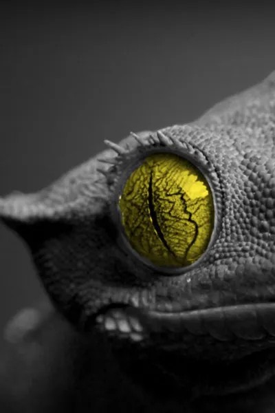 black lizard green eye wallpaper