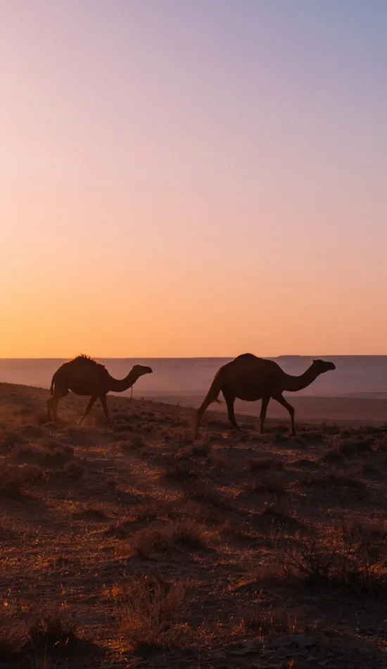 thumb for Camel Desert Wallpaper