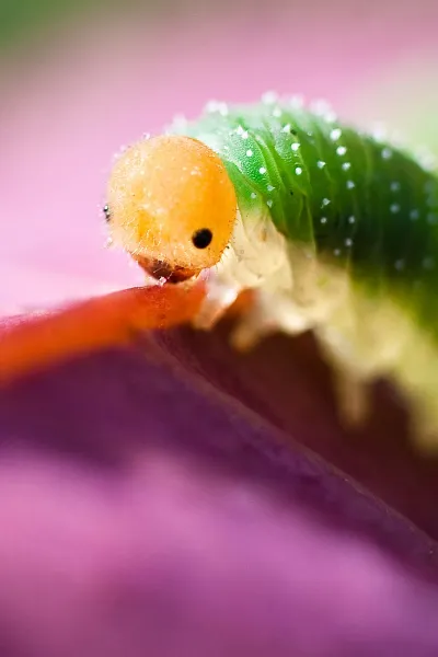 thumb for Hd Caterpillar Wallpaper