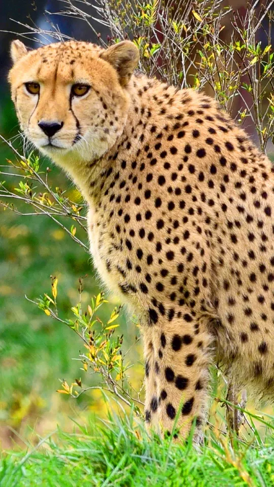 thumb for Cheetah Cool Wallpaper